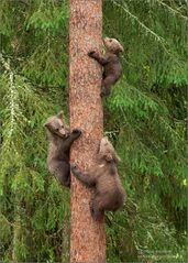 Gefahr... Kinder auf den Baum...