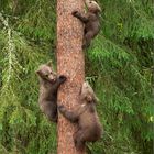 Gefahr... Kinder auf den Baum...