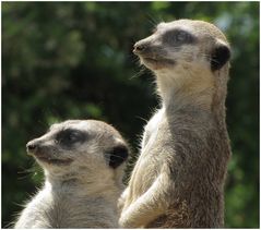 Gefahr von links (Erdmännchen im Neuwieder Zoo)