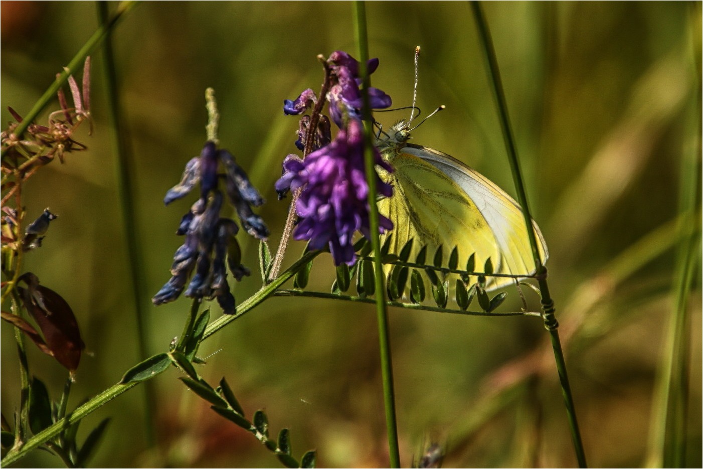 Gefahren der mitteleuropäischen Wildnis (4)