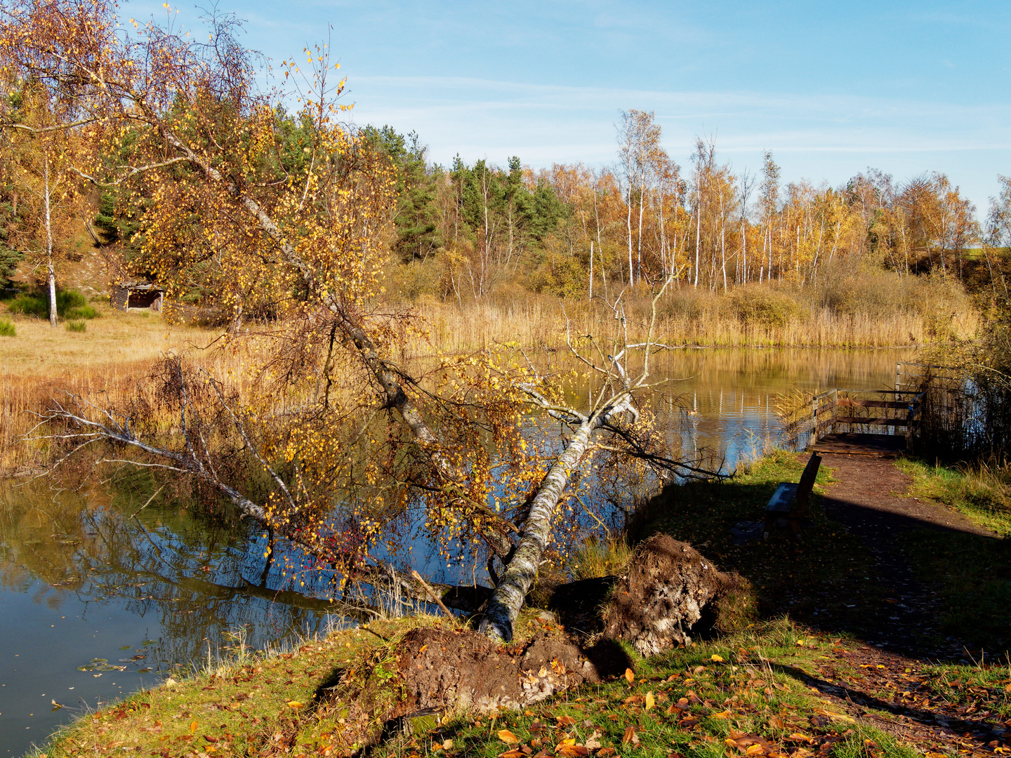 Gefallene Bäume