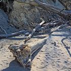 Gefallene Bäume am Strand