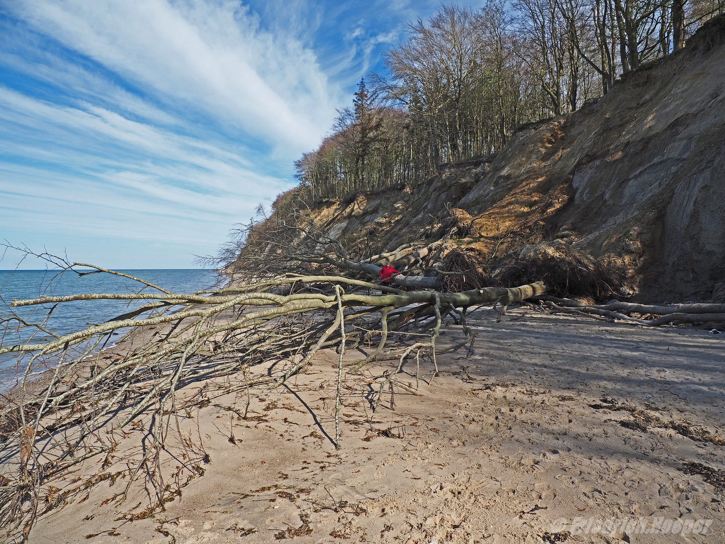 Gefallene Bäume (Blick vom  Strand zur Abbruchkante)