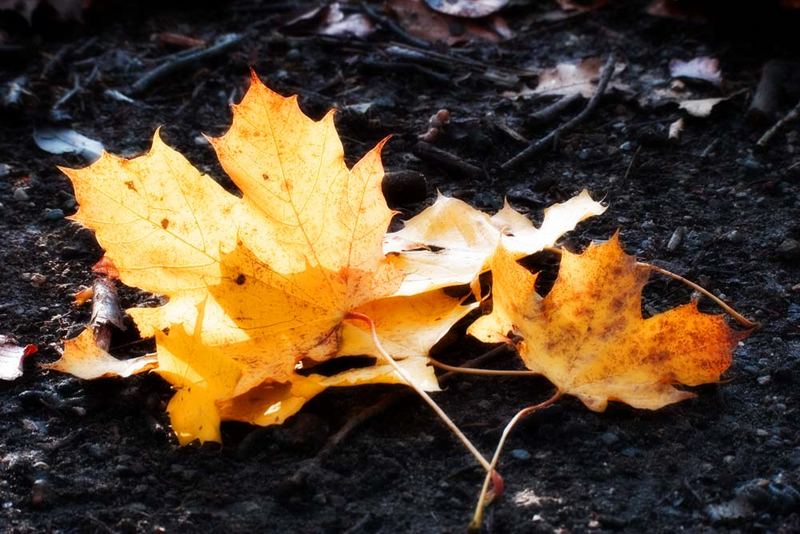 gefallene Blätter auf Waldboden