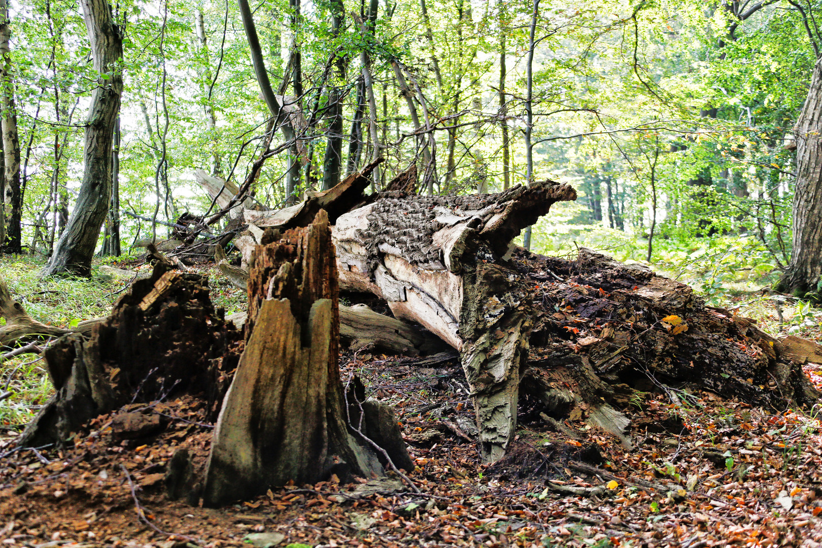 Gefallene Eiche auf Insel Vilm