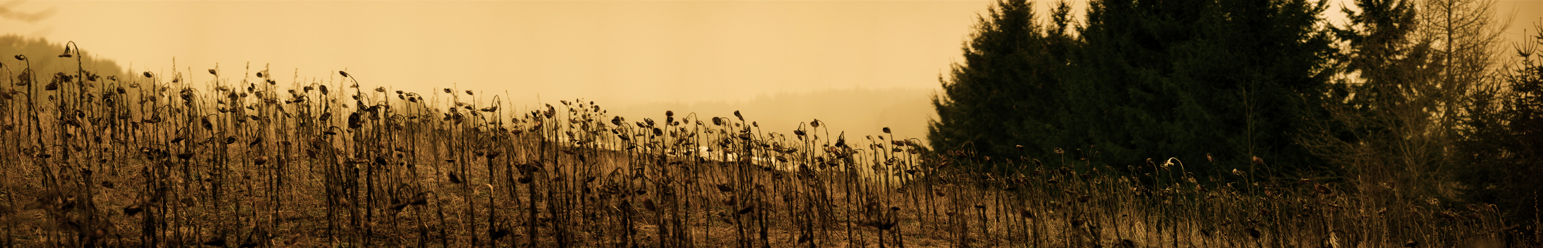 Gefallene Krieger der Sonne ii