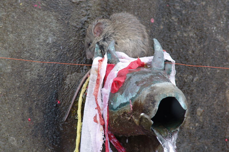 "gefallene" Ratte auf einem von den 108 heiligen Wasserspeiern von Muktinath, 3800 m, Nepal