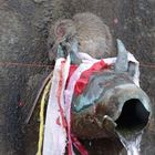 "gefallene" Ratte auf einem von den 108 heiligen Wasserspeiern von Muktinath, 3800 m, Nepal