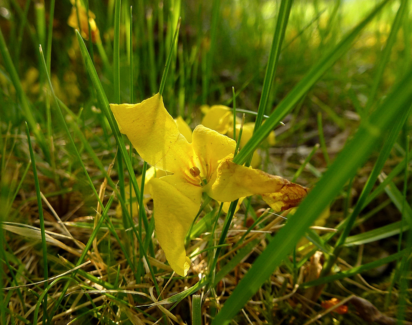 gefallene Schönheit