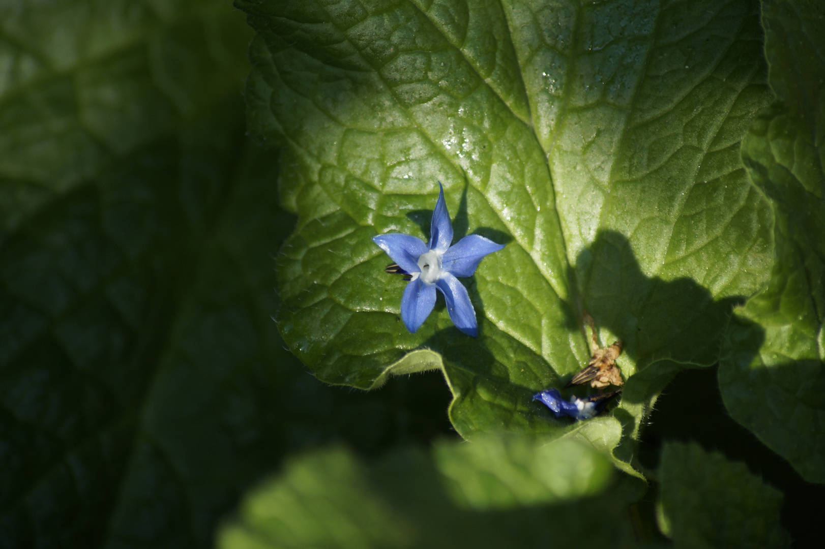 Gefallener Borretschstern