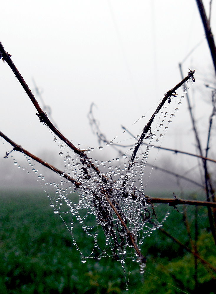 gefallener Nebel