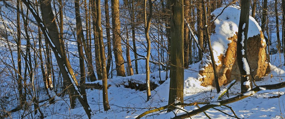 Gefallener Riese im Naturschutzgebiet Spargrund im Müglitztal...