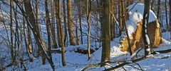 Gefallener Riese im Naturschutzgebiet Spargrund im Müglitztal...