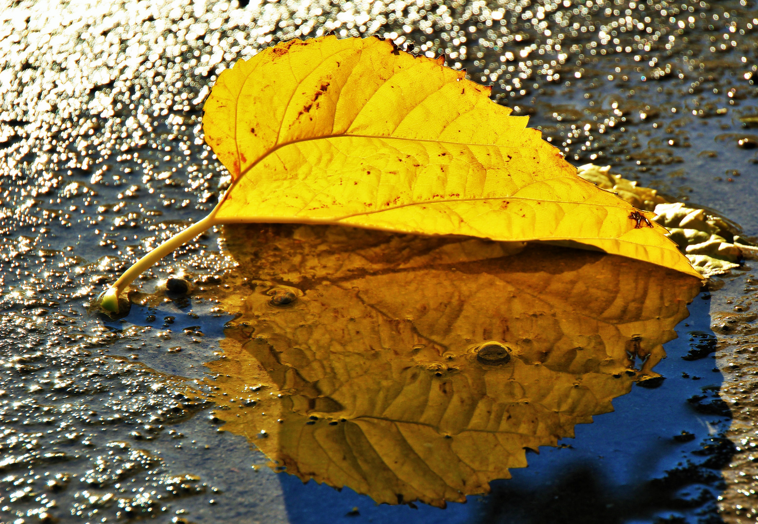 Gefallenes Blatt