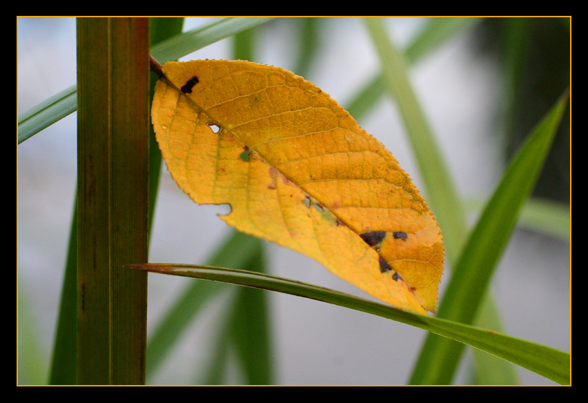 Gefallenes Blatt