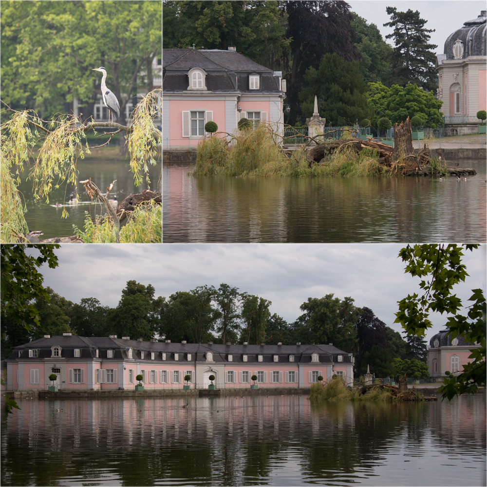 gefalleneTrauerweide im Schlossweiher (D-Benrath)