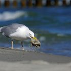 Gefaltet  - Plattfisch im Schnabel einer Silbermöwe