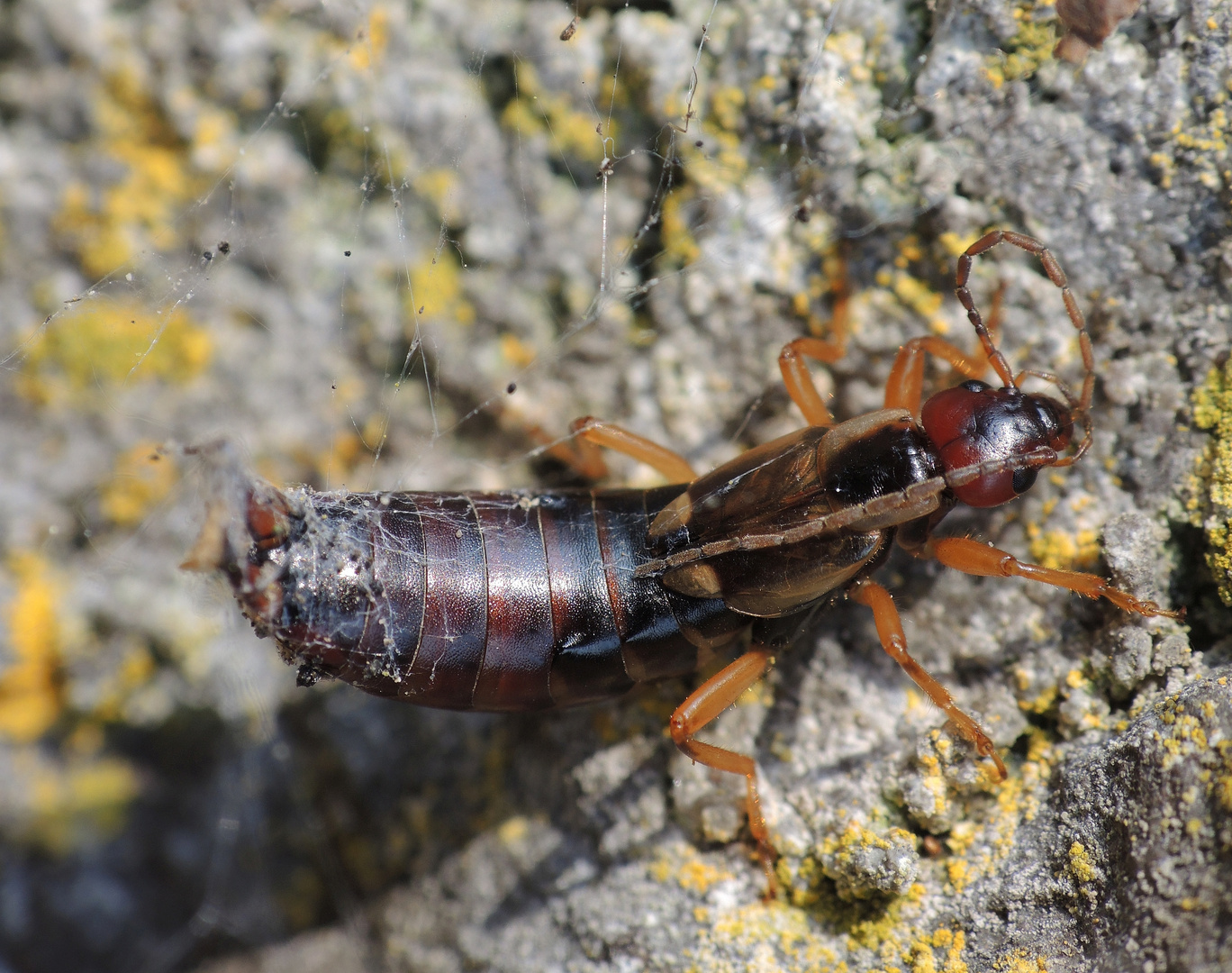 Gefangen Ein Ohrenkneifer Im Spinnennetz Foto Bild Tiere Wildlife Insekten Bilder Auf Fotocommunity