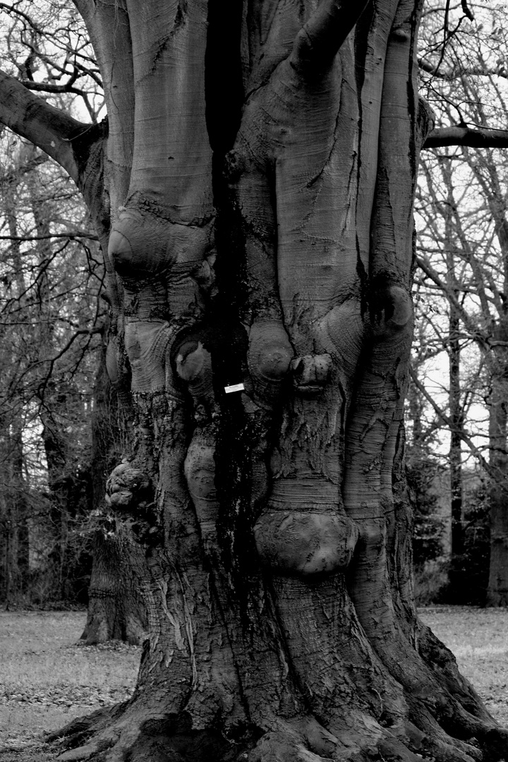 Gefangen im Baum?