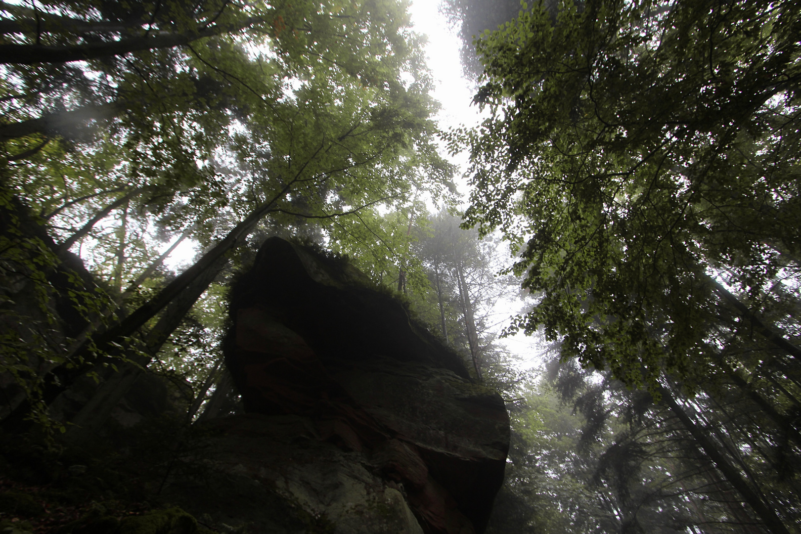 Gefangen im Düsterwald