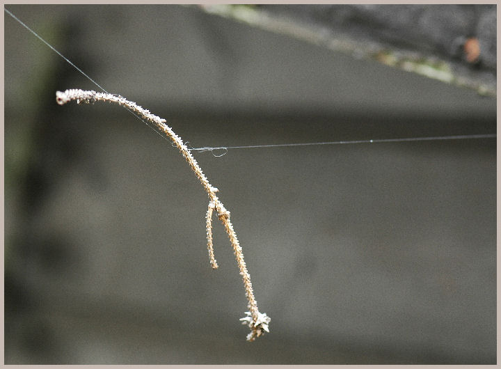 Gefangen im Faden der Spinne