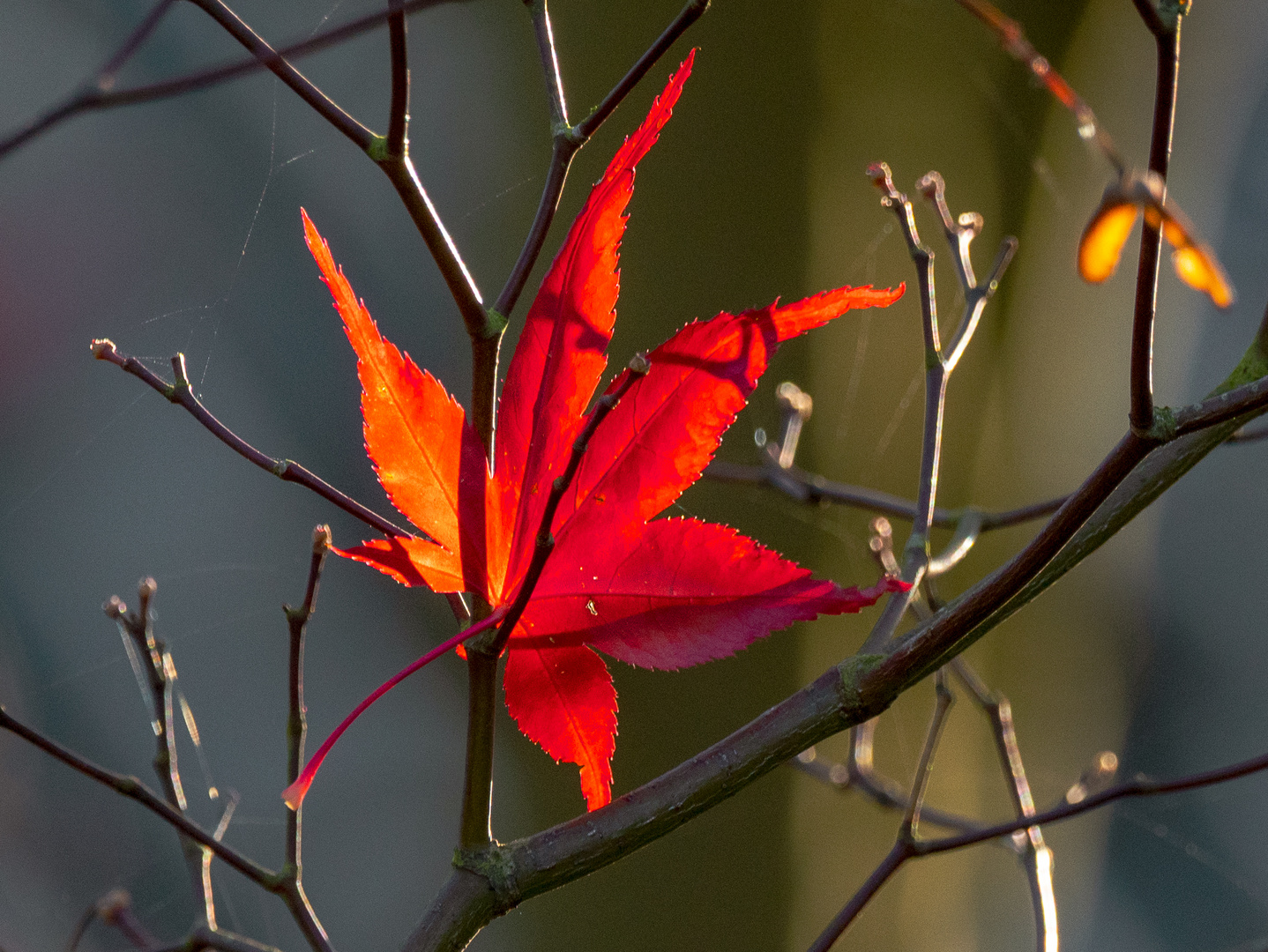 Gefangen im Herbst