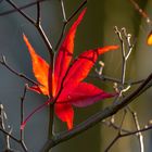 Gefangen im Herbst