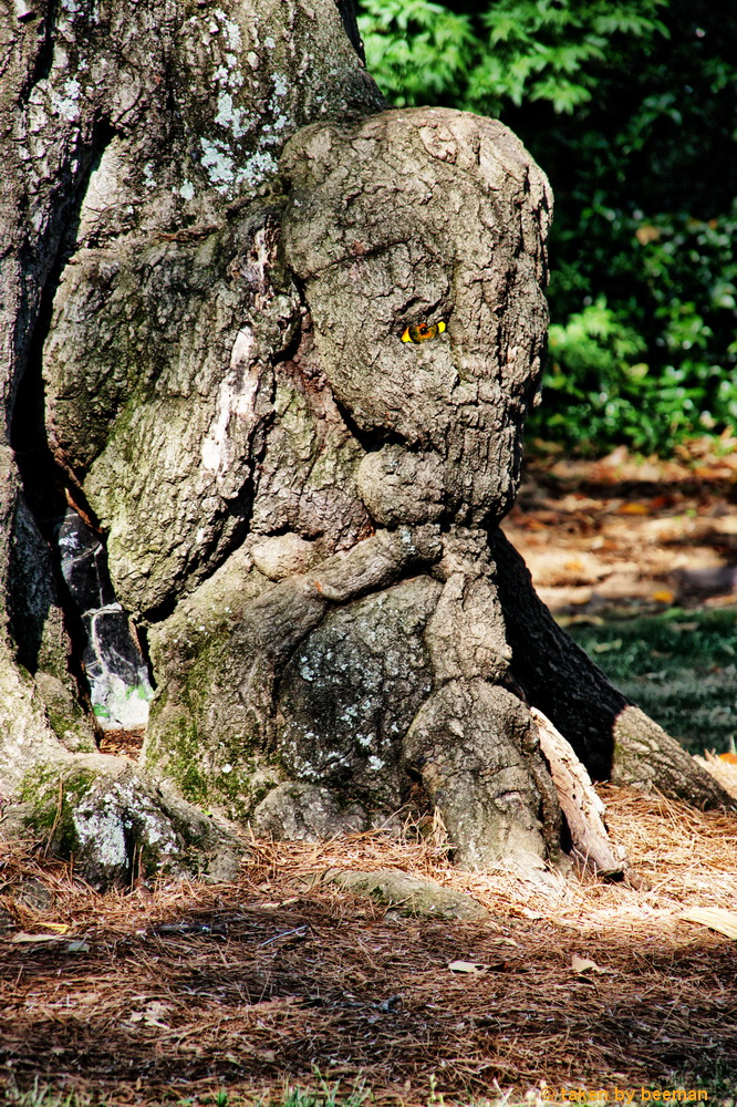 Gefangen im Holz