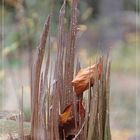 Gefangen im Holz