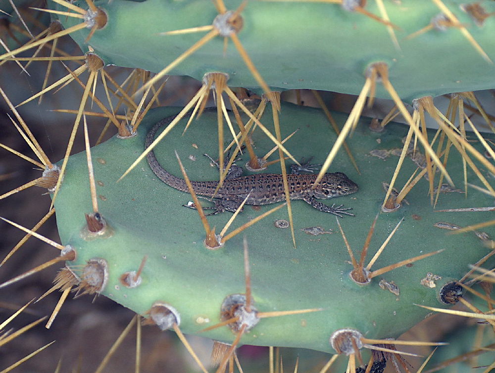 Gefangen im Kaktus