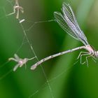 gefangen im Netz