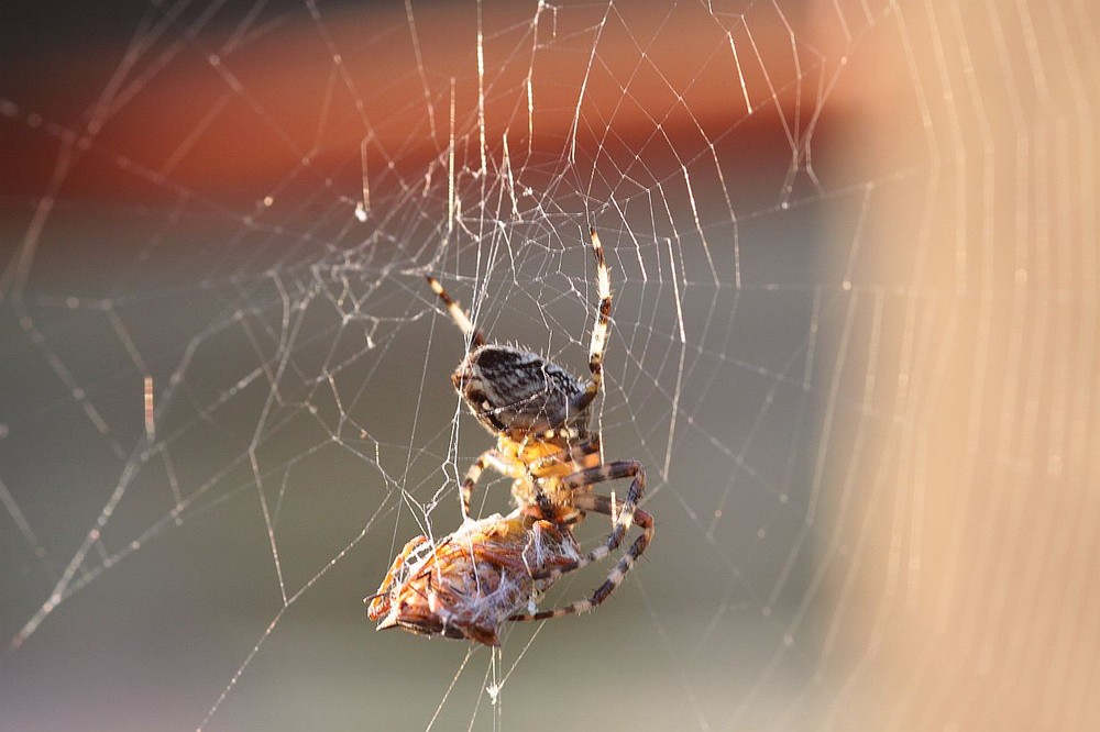 Gefangen im Netz der Spinne