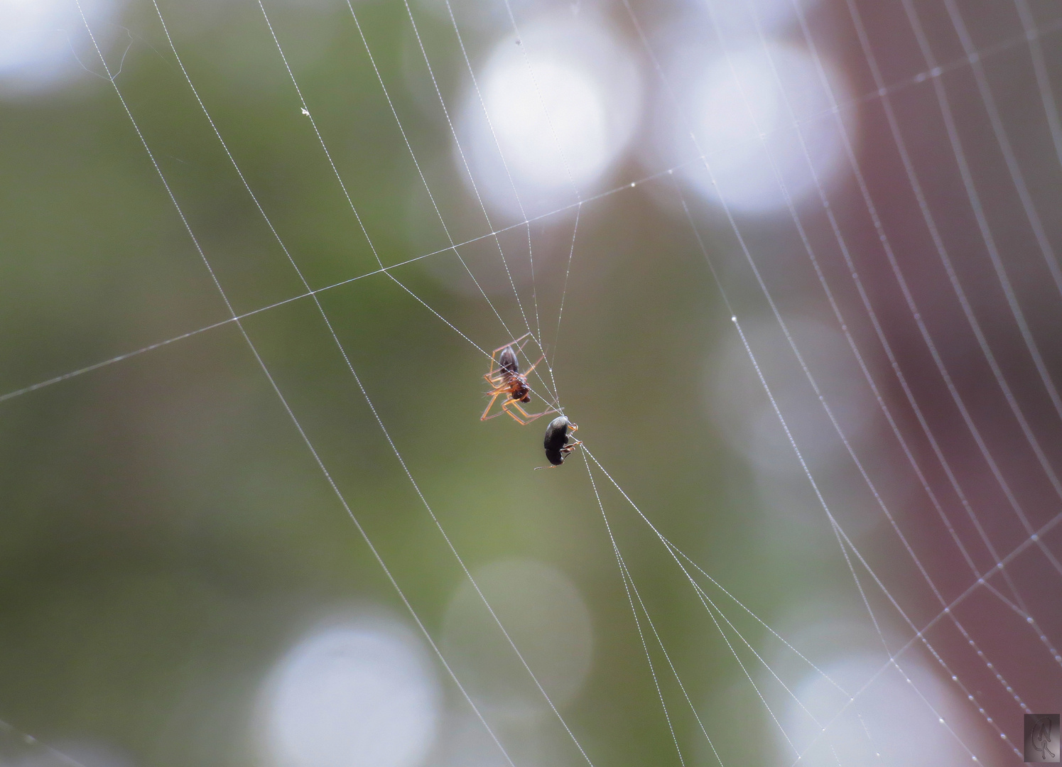 Gefangen im Netz der Spinne