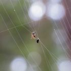 Gefangen im Netz der Spinne