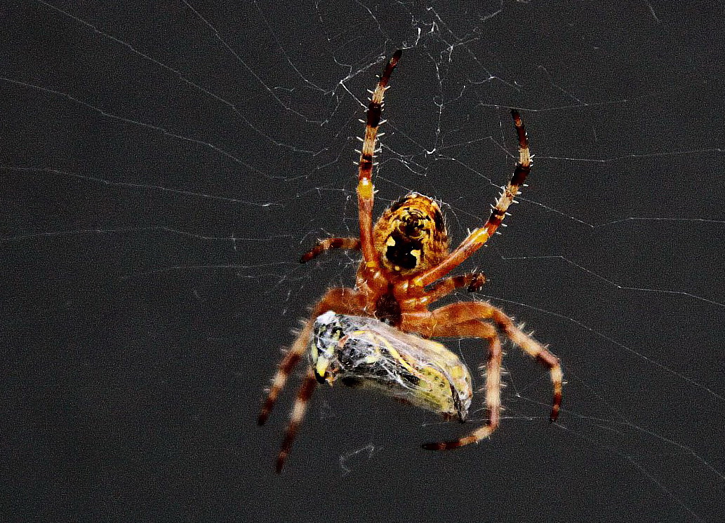 Gefangen im Netz der Spinne