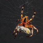 Gefangen im Netz der Spinne