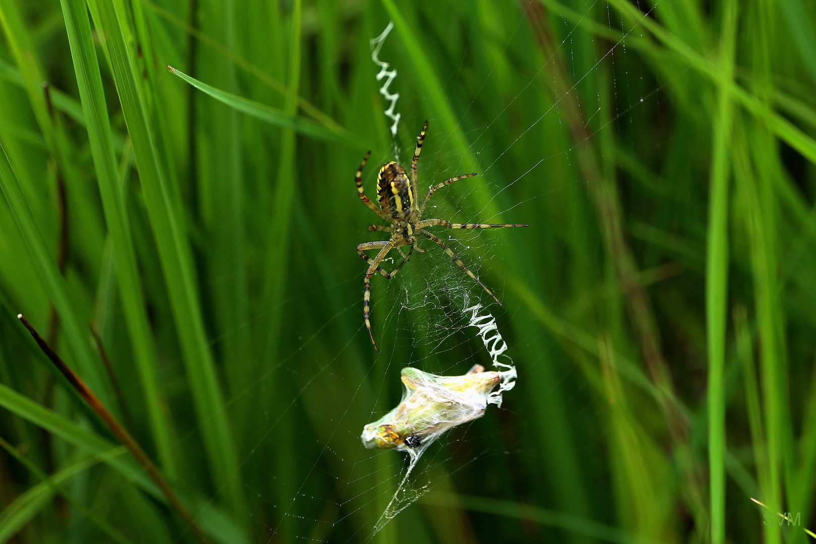 Gefangen im Netz der Spinne Foto & Bild | tiere, wildlife, spinnen ...