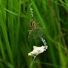 Gefangen im Netz der Spinne