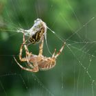 Gefangen im Netz einer Kreuzspinne