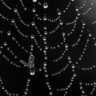 Gefangen im Netz, Spinnennetz mit Tautropfen und Insekt