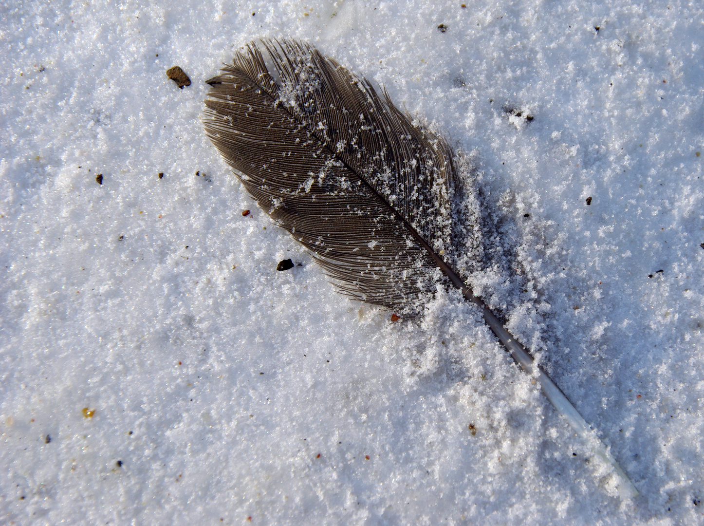 Gefangen im Schnee