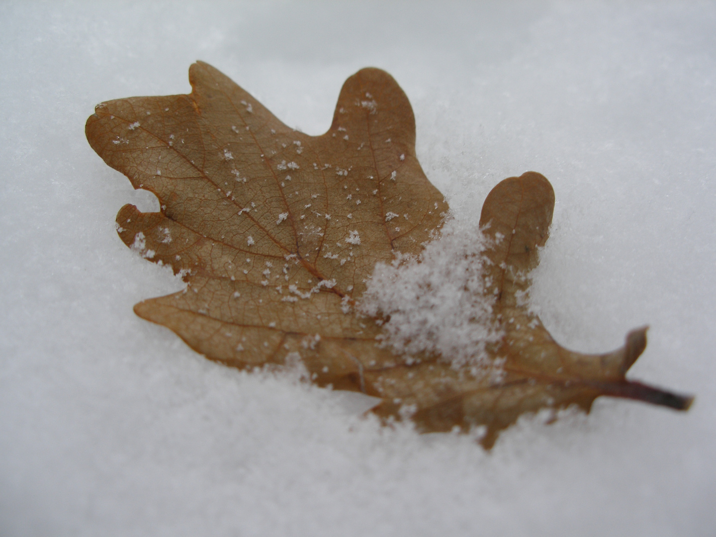 Gefangen im Schnee