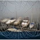 Gefangen im Spinnennetz