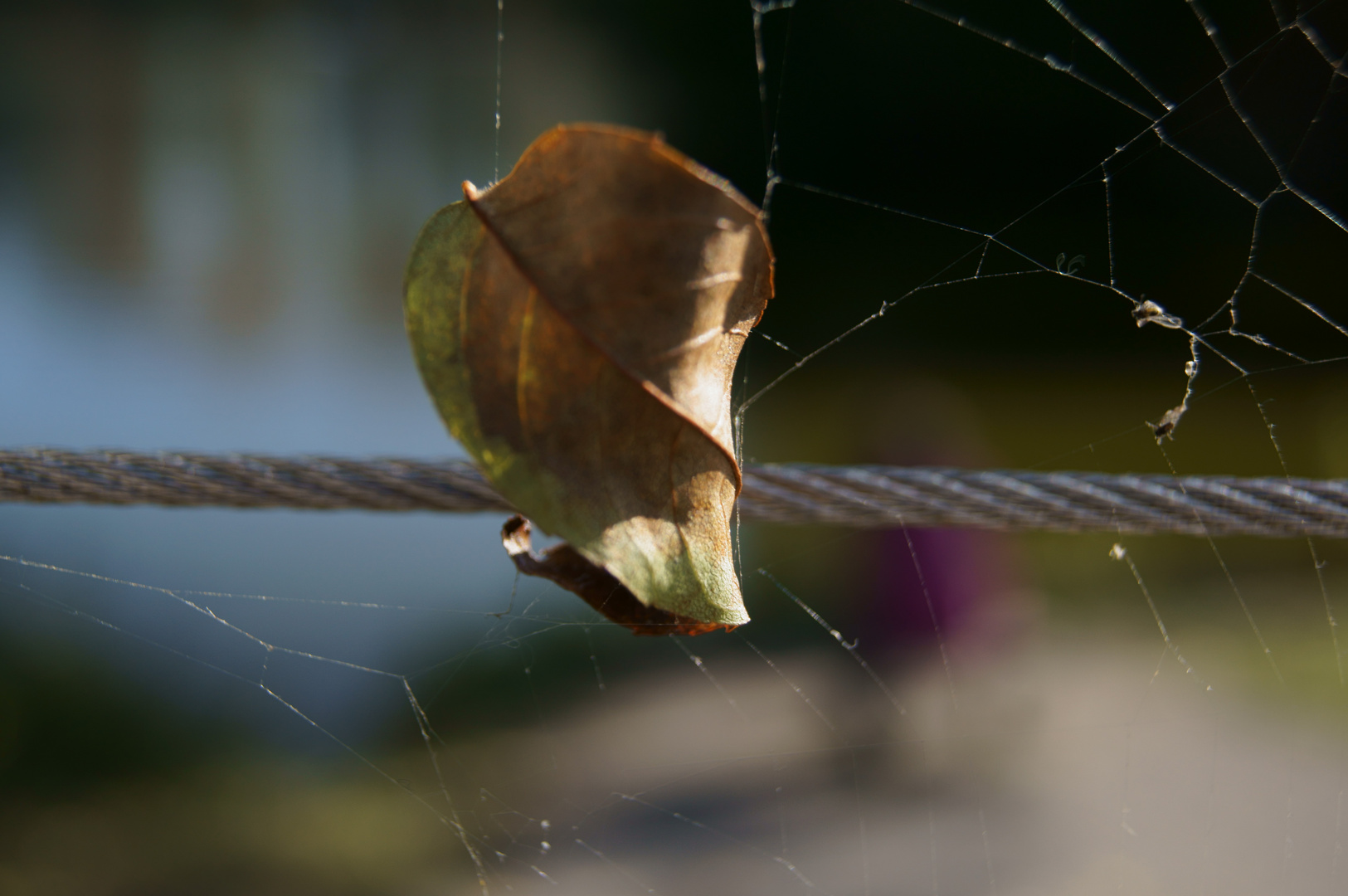 Gefangen im Spinnennetz