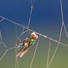 Gefangen im Spinnennetz