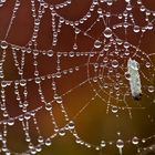 Gefangen im Spinnennetz