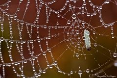 Gefangen im Spinnennetz