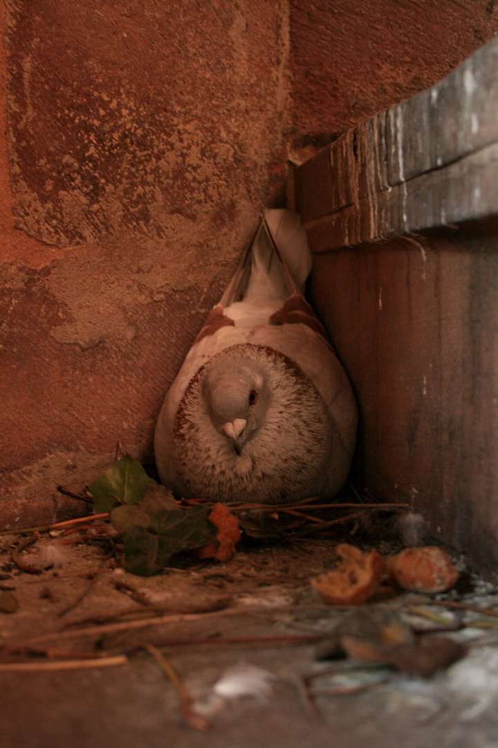 Gefangen im Turm