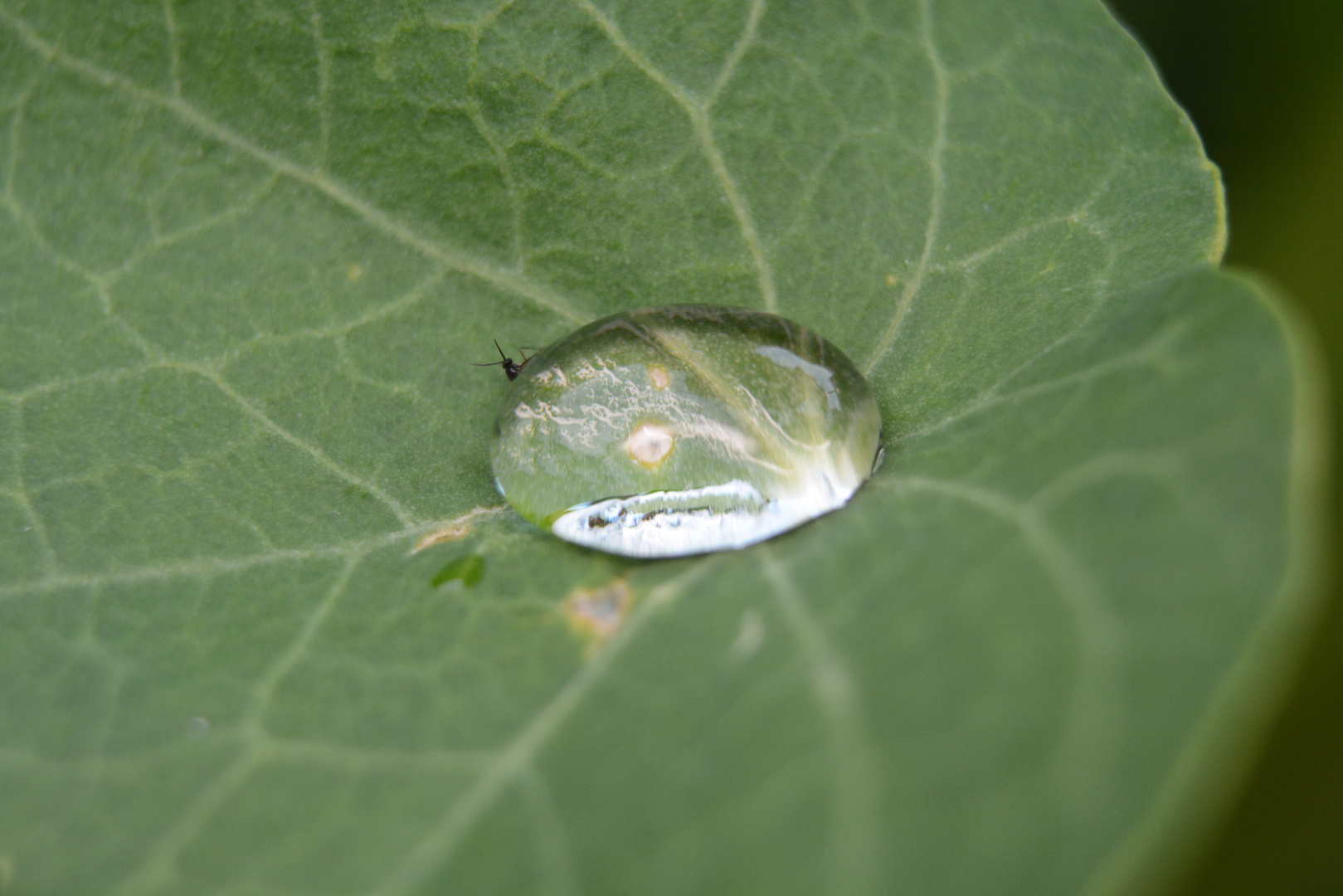 Gefangen im Wassertrpfen mit einem kleinen Insekt  auf 10 Uhr 