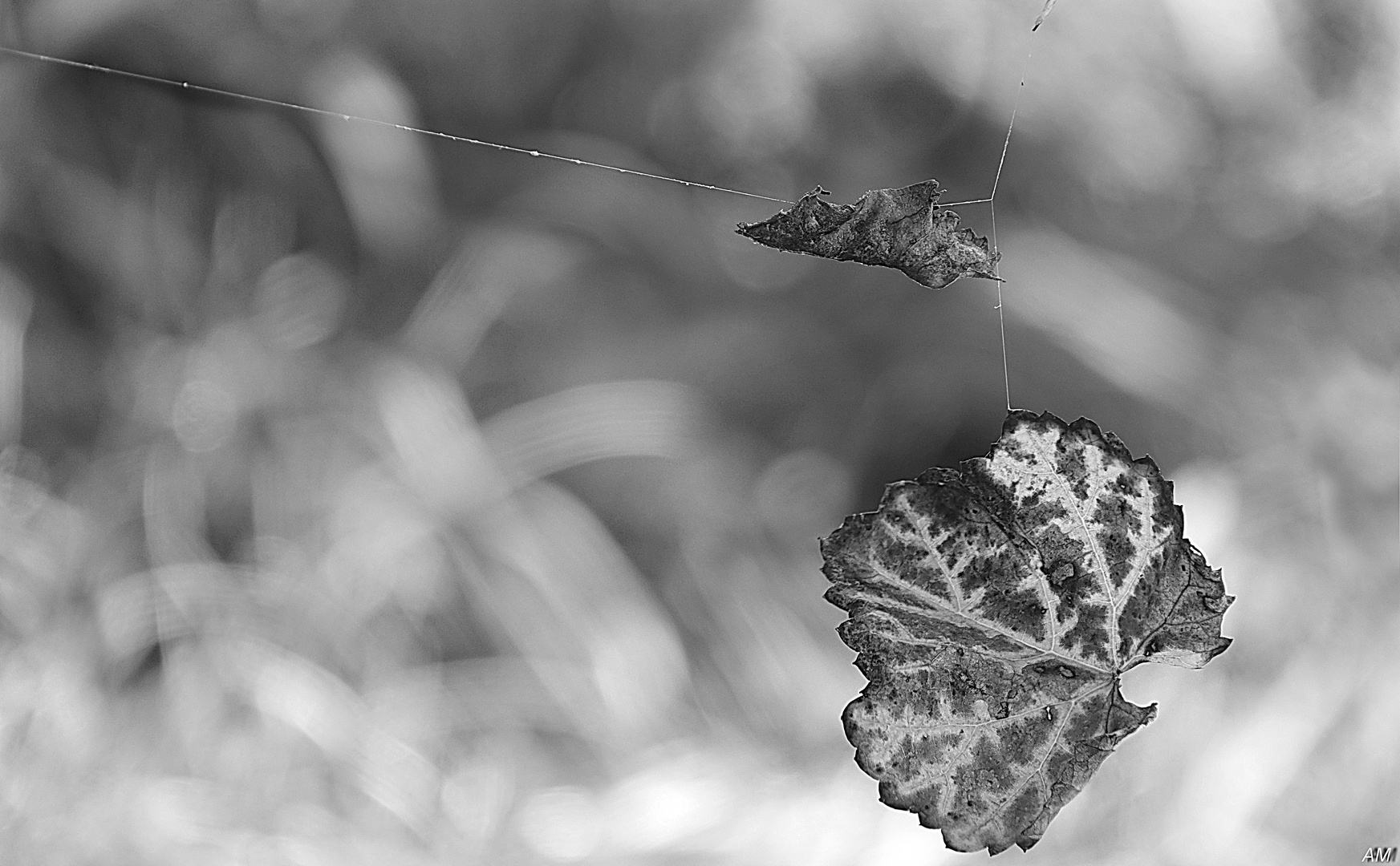 Gefangen im Wind